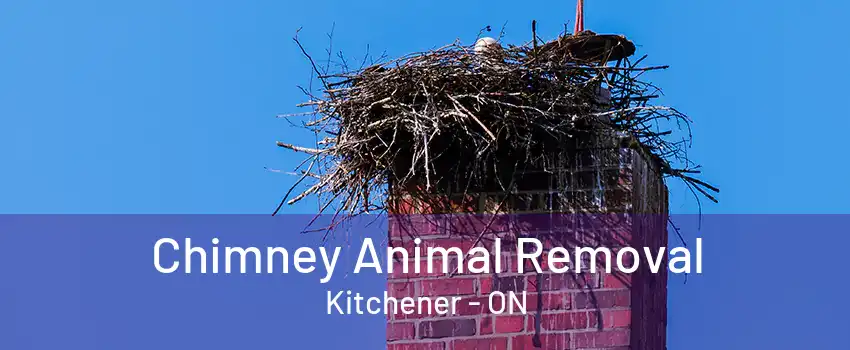 Chimney Animal Removal Kitchener - ON