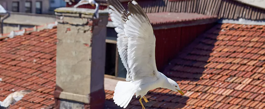 Residential Chimney Animal Removal Solution in Kitchener, ON